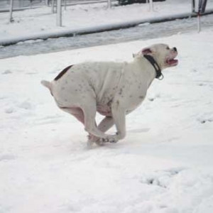 A veeery happy dog!
