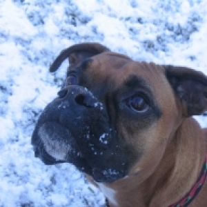 Ollie in first Texas snow!