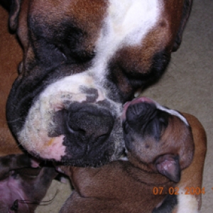 Mum & Pup