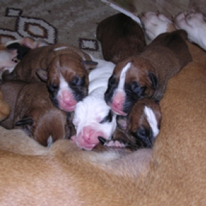 my pups