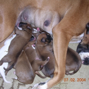 Clowi_pups