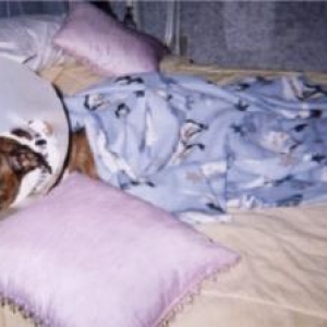 Belle after being spayed