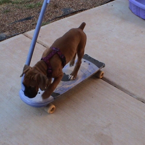 i think i'll ride my skateboard to the park
