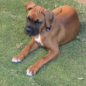 let's play in the grass