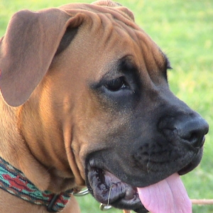 checking out the other dogs at the park