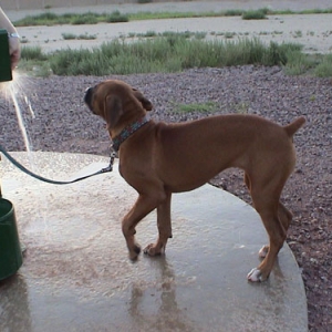 playing in the water