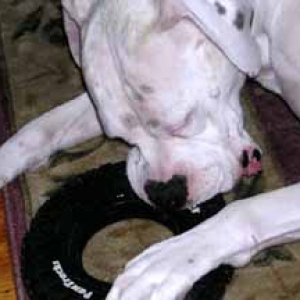 Tire Biter