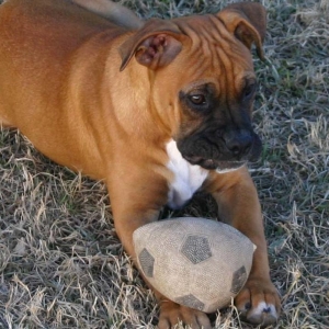 Bruce with his ball