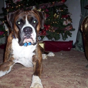 Angus_2003