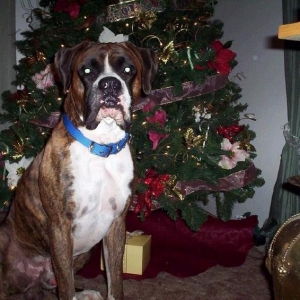 Angus_2003-2