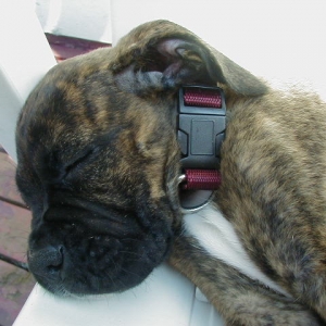 Sleeping Prince