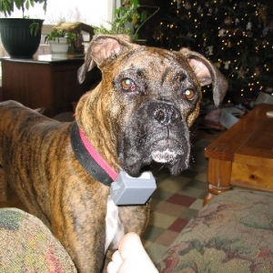 Christmas 2003