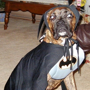 BatDog