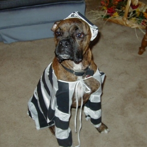 BadDog
