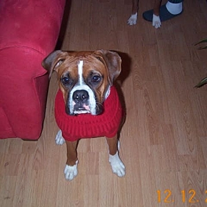 Charlie's Favorite Sweater