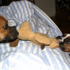Tug of War