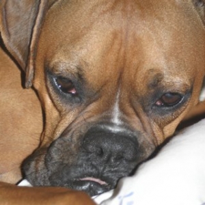 Sleeping beauty