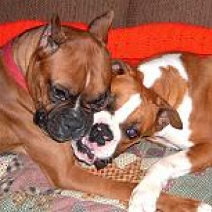 Puppy Love