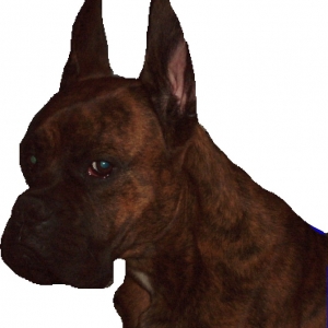 cropped ears