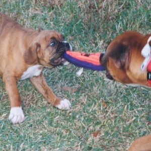I might be small, but I'm scrappy!!