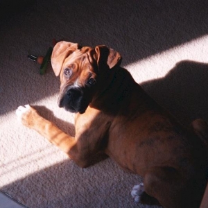 Jordan basking in the sunbeam