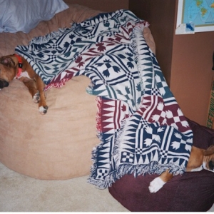When I die, I want to come back as one of my own puppies.  Could they have