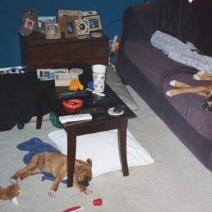 Boxerworld...a website, or our living room??