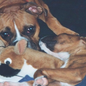 Stuffed_boxer