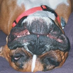 Sleeping Beauty