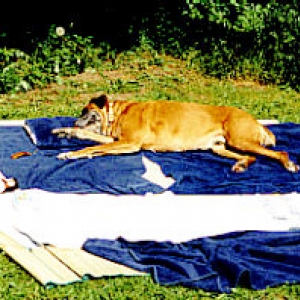 Zeus Sunbathing