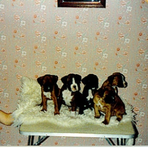 Zeus with hi 3 brothers & 1 sister