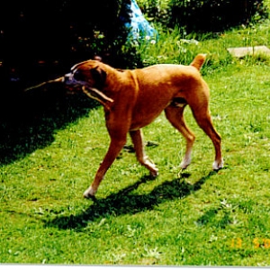 zeus helping daddy in the garden