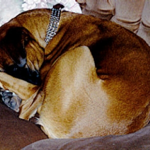 all curled up in a ball