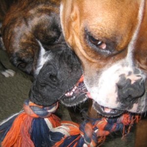 Tug of war.