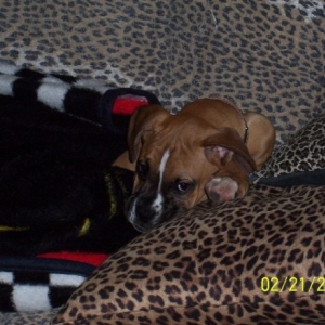 Jake all tucked in