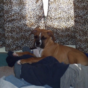 Jake in laundry basket