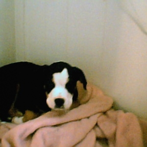 abby