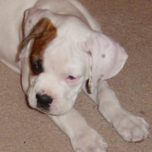 Little Boy
