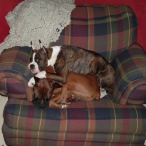 The Princess and the Pea
