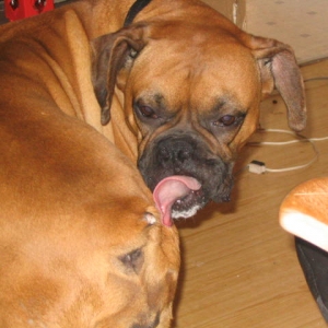 sassy licking her tail