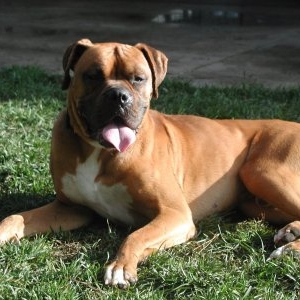 "Riggs" - our new Rescue boy!