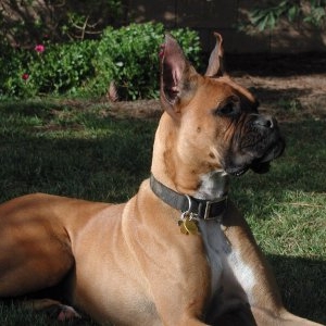 Queen Roxy