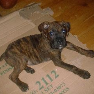 Peanut