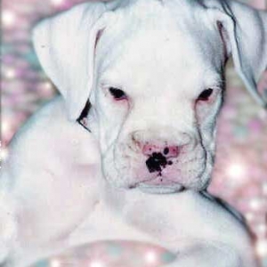 Avra at 8 weeks