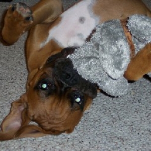 Bella vs. Stuffy