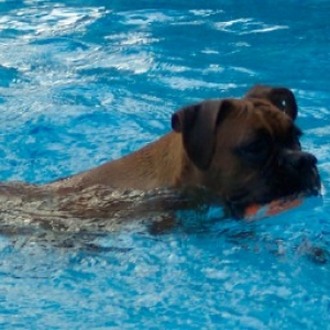 Bella swimming w/ her ball
