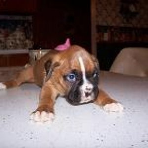 my friends puppy