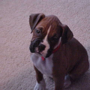 Our new pup at 6 weeks