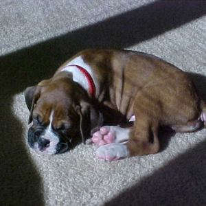 Buddy sleeping in the sun