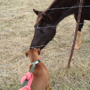 Buttercup and the Horse